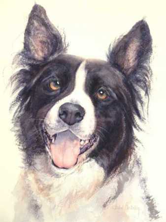 Border Collie